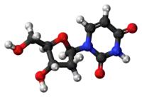 Ball-and-stick model of the deoxyuridine molecule