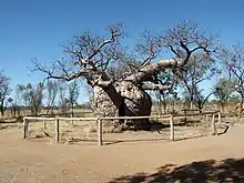 Adansonia gregorii