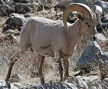 Desert bighorned baby