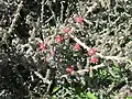 Desert Christmas Cactus fruit.