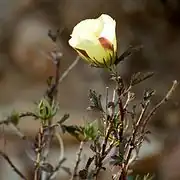 Stems, leaves, and flower