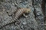 Desert spiny lizard (Sceloporus magister), Coconino County,  Arizona, USA (6 October 2015)