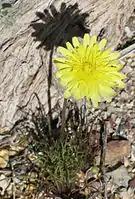 M. glabrata flower & hairless leaves