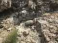 Same desert tortoise at Red Rock Canyon NCA showing habitat,2020