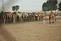 Camel Market in Ghadeer Barashy