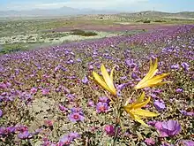 Desert in bloom