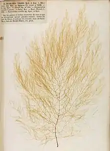 Sketch drawing of Desmarestia Viridis