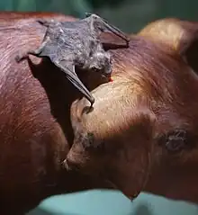 The image is of a display, featuring a vampire bat drinking blood from a pig. Both the creatures are taxidermy specimens.