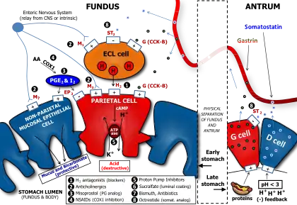 Determinants of Gastric Acid Secretion