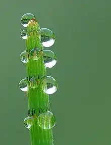 Image 5GuttationPhoto credit: Luc ViatourAn example of guttation, the appearance of drops of xylem sap on the tips or edges of leaves of some vascular plants, on an Equisetum. At night, transpiration usually does not occur because most plants have their stomata closed. When there is a high soil moisture level, water will enter plant roots, because the water potential of the roots is lower than in the soil solution. The water will accumulate in the plant creating a slight root pressure. The root pressure forces some water to exude through special leaf tip or edge structures, hydathodes, forming drops. Guttation is not to be confused with dew, which condenses from the atmosphere onto the plant surface.