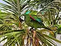 Parrot in Dhiffushi