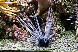 Specimen with white spines.