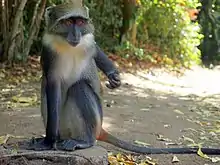 Picture of white throated Monkey