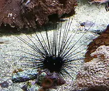 A classical specimen with long, black spines. The characteristic orange ring is visible in the photo.