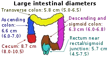 Inner diameters of different sections of the large intestine, with ascending colon (at left) measuring on average 6.6 cm (range 6.0-7.0 cm).