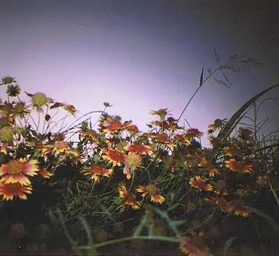 Diana Mini photo of a field of wildflowers