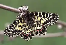 Southern festoon(Zerynthia polyxena)tribe Zerythiini