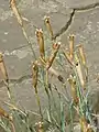 Dianthus caryophyllus seed heads