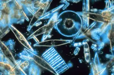 Some marine diatoms – a key phytoplankton group