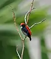 A male photographed in Singapore