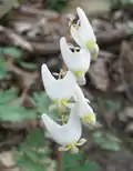 Dutchman's breeches (Dicentra cucullaria)