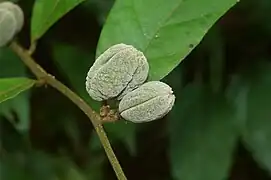 foliage