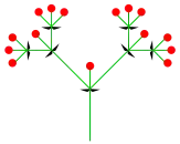 Dichasium