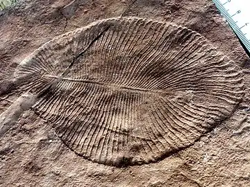 Image 24Dickinsonia costata from the Ediacaran biota (c. 635–542 mya) is one of the earliest animal species known. (from Animal)