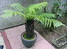 A sporophyte of Dicksonia antarctica