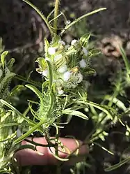 The inflorescence in a hand