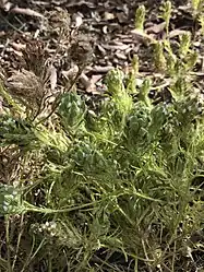 The plant with inflorescences