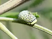 Dicranosterna immaculata larva