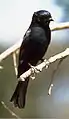 Square-tailed drongo, by United States Fish and Wildlife Service