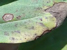 Ascochyta fabae on Vicia faba