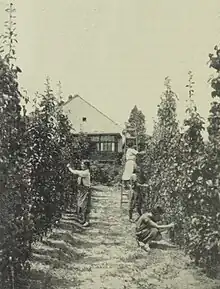 Women pruning a garden row in front of a building