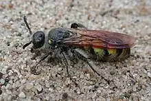 D. pilipes female in the western United States.