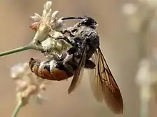 D. tolteca female in California.