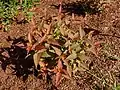 Diervilla rivularis 'Kodiak Black' grown for its bronze reddish foliage.