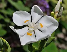 Dietes robinsoniana