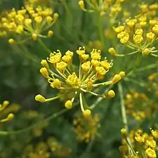 Closeup of a dill umbel.