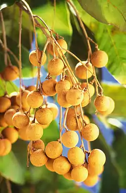 A branch bearing many light brown fruits