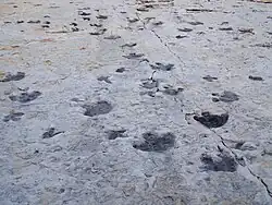 Dinosaur beach tracks (Dinosaur Ridge); temporary, wide land bridge across the seaway