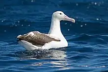 Southern royal albatross (diomedea epomophora).