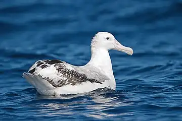 White and black bird swimming