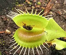 Leaf beetle (Paria) trapped by Dionaea muscipula