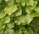 Leaves