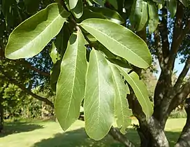 mature foliage