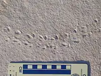 these Diplichnites trackways were possibly created by trilobites, but none are known from this site. This ichnotaxon has been found throughout the fossil record. today they are made by arthropods like  millipedes.