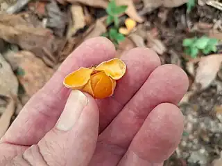 Ripe fruit with orange aril