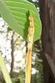 New leaf spike under a mature leaflet, of Diploglottis australis